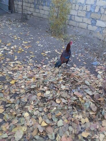 ordek nece gune bala cixarir: Xoruz, il: 4 — 3