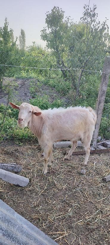 kecı: Ağsarılı-boz rəng çaları olan yerli keçi - Cins: yerli/qarışıq — 1