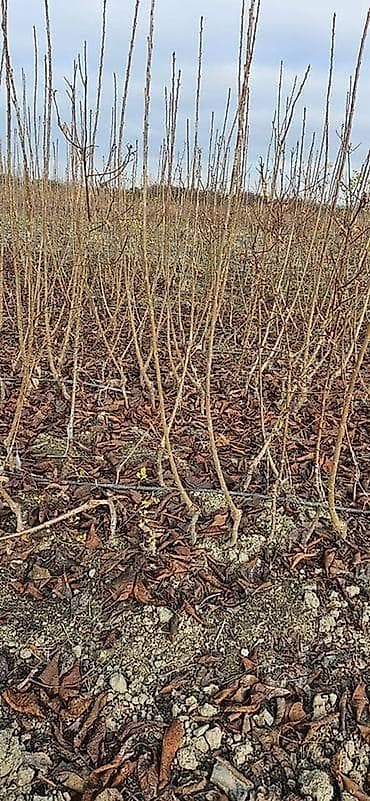 Salamlar. 4 sort Gilas. Her Srtdan 15-20 dənə qalıb. RAMANOFGA lalafo.az -da Salamlar. 4 sort Gilas. Her Srtdan 15-20 dənə qalıb. RAMANOFGA