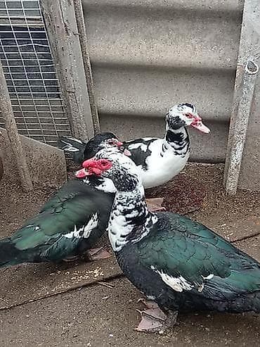 keçi dişi: 3 dişi lal bir erkek toplam 4 bala verim zamanıdır 6 denen 4 ayliq — 1