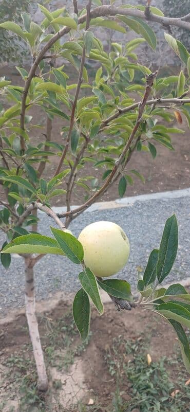 дешевые дачи в баку аренда: Gəncə, 610 kv. m, 6 otaqlı, Hovuzsuz, Kanalizasiya — 6