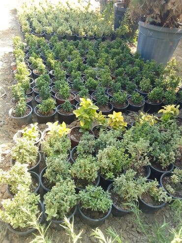 helba bitkisi faydaları: Həmişə yaşıl — 27