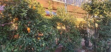 xacmazda evlərin satışı: Tovuz, 4 otaqlı, Köhnə tikili, 180 kv. m — 10