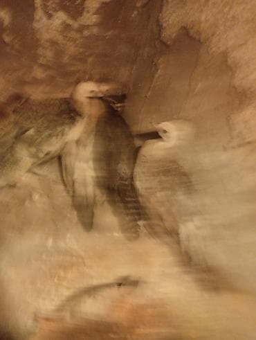 it yemi: Tovuz quşu balası (paun cücəsi) - Növ: Tovuz quşu (peafowl) – gənc — 5