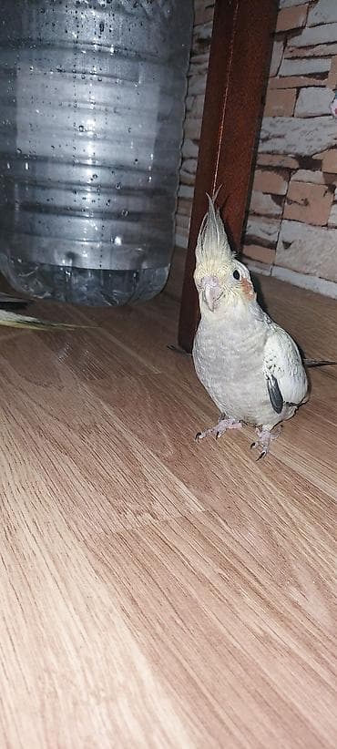 karella qus: Nimfa (cockatiel) tutuquşuları və qəfəs dəsti - Növ: Nimfa (Nymphicus — 3