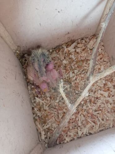 xaski itleri qiymeti: Tutuquşları — 4