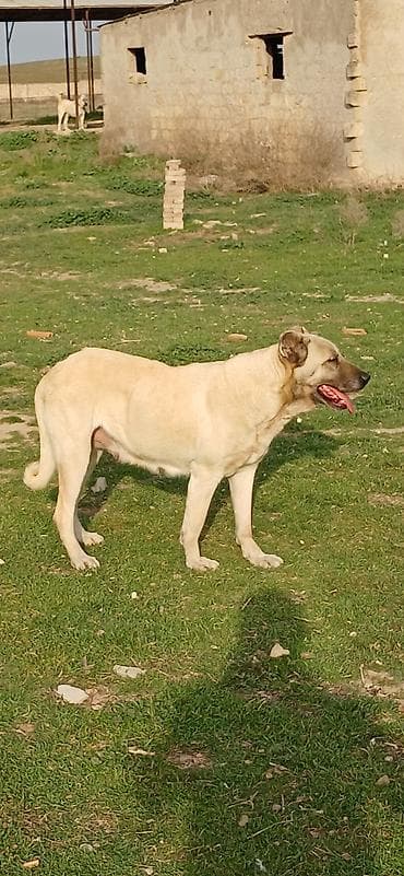 Kanqal, 3 il, Dişi, Peyvəndli