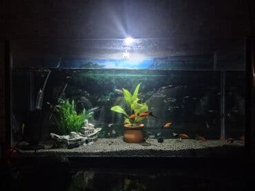 Dördbucaq akvarium, Balıqlarla birlikdə, 70 l, Ödənişli çatdırılma lalafo.az -da Dördbucaq akvarium, Balıqlarla birlikdə, 70 l, Ödənişli çatdırılma