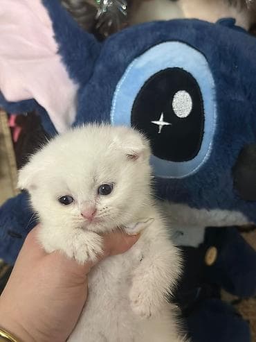 Şotland yastı qulaq lalafo.az -da Şotland yastı qulaq