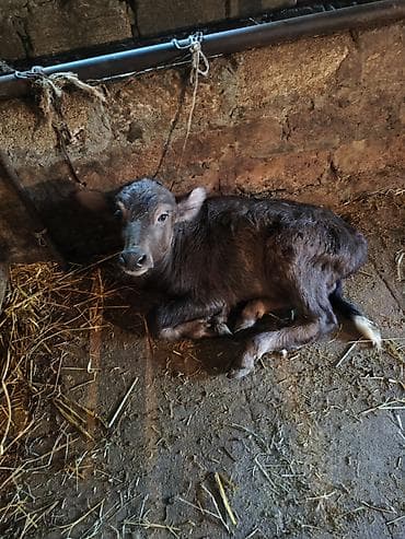 lalafo ev heyvanlari: 3 cu balasidi. 20 gundu dogub super balasi var sekilde gorunur — 4