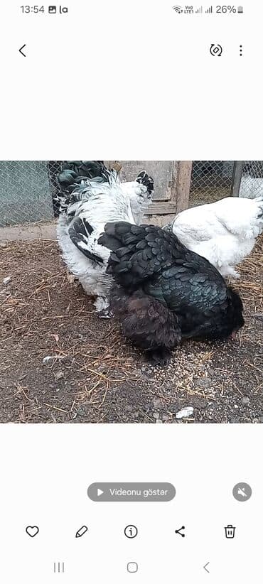 Pişiklər: Toyuq, Brama, Damazlıq — 5