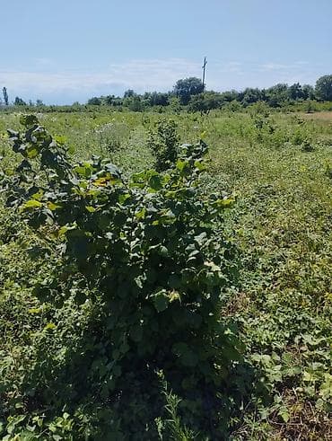 samovar 10 litr: Fındıq tingləri və bağ sahəsi.Xacmaz rayonu Tikan oba kəndi.Kəndə — 3