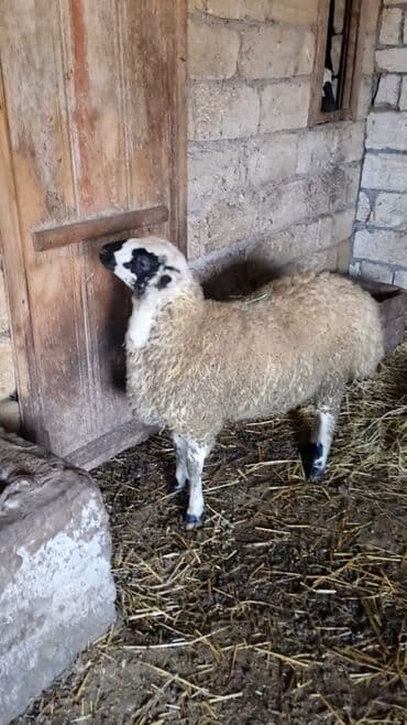 Qoyun. Toğlu Bu toğlu Dizi gözü qara sağlam damazliqa yararli sakit ev — 4