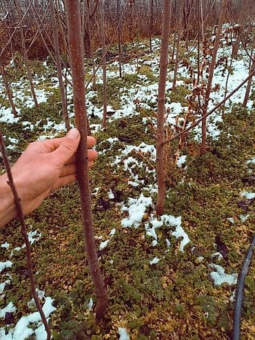 banka balon satışı: Saqlam bōyūk yerli meşe cirlari qiymeti 1.5 az — 1