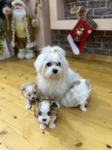 Great Wall: - Ağ, ipək kimi uzun tüklü, - Kiçik ölçülü, yüngül və ev şəraitinə — 7