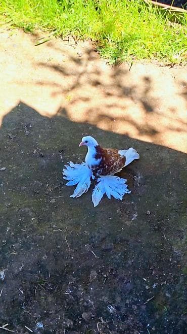 Cins göyərçin – bəzəkli “paxlava ayaq” (saçaq ayaqlı) tip