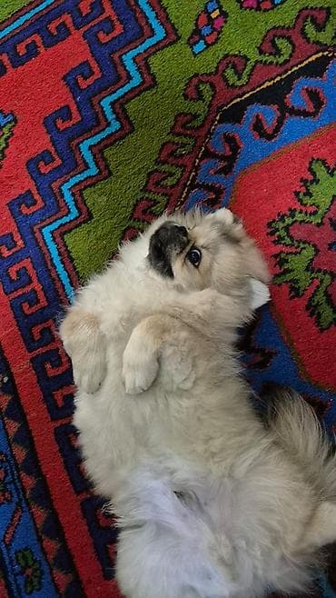 itlerin davasi: Pekines — 3