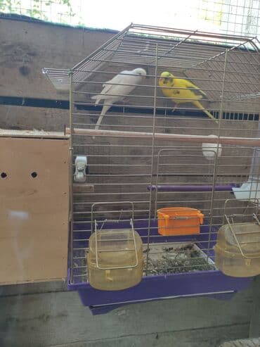 hazır inşalar: Qefes qarisiq yuvasi hazir cut 60 azn yalniz zeng — 2