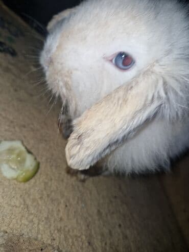 it bazari 2018: Pekines, 5 ay, Erkek, Ödənişli çatdırılma — 3