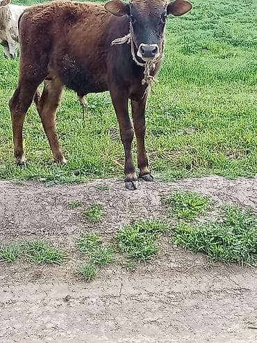 Erkeydi riyalı alci zengin vursun hevan celilabada