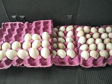 ordək yumurta: Məhsul: Ördək yumurtası
Cox alan olsa qiymetde endirim olunacaq — 2