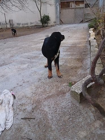 Pişiklər: 4 ay, Erkek, Peyvəndli, Ünvandan götürmə — 2