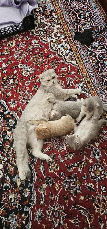 britan pişiyi: Britan, Erkək, Dişi, Yaxşı əllərə, Ünvandan götürmə, Ödənişli çatdırılma — 5