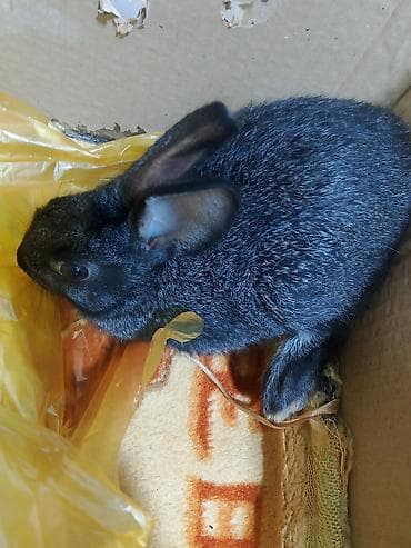 it qovan aparat: Ev dovşanı – qara-boz rəngli, qısa və parlaq tüklü, dik qulaqlı. - — 1