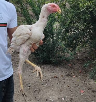 Ağ rəngli cins xoruz/cücə - Uzun boylu, uzun ayaqlı, güclü skelet