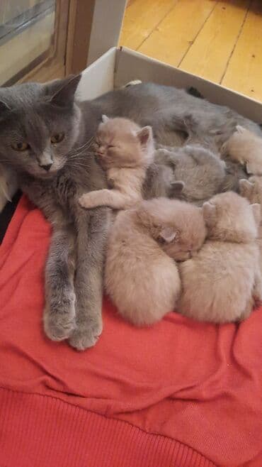 кот в добрые руки: Шотладская вислоухая, В добрые руки, Платная доставка — 4