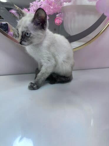 pişik cinsləri: Siam, Dişi, Yaxşı əllərə — 7