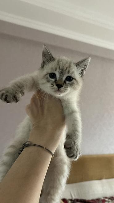 Pişiklər: Siam, Dişi, Yaxşı əllərə, Pulsuz çatdırılma — 2