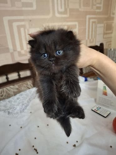 Fars, Dişi, Ünvandan götürmə