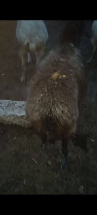 cins ineklerin satisi 2018: Qoyun sürüsü – ət və yun istiqamətli Salam.Qoca qoyunlardi.15 — 3