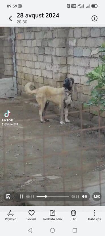 Собаки: Гурдбасар, 2 года, Самец, Самовывоз — 1