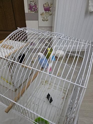 papuqay cex: Erkek - dişi tutuquşlari komplekt halda satilir. Yeni alinib, qiymətə — 2