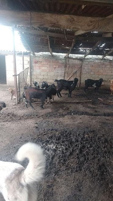 ingilis setteri itinin digər adı: 21 baş hələp keçisi 23 çəpiş kom satılır — 3