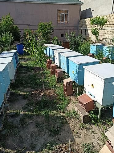 hava kompresoru satilir: Arılar bakfast ve kalinka növləridi. Yüksək məhsuldarlıq verir — 4