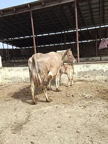 inək sagan: 20 litir sud verir 10 gundu dogub 3cu qarni erkey balasi var — 6