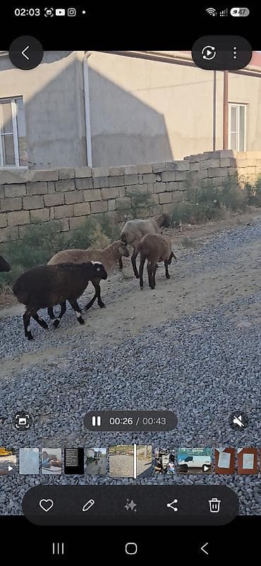 kanada sortu hinduska: 10 quzudu saxlaya bilmirəm 2800 manata ziyana satıram 9 dişi 1 — 6