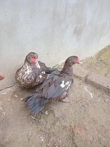 Pişiklər: Krasnodar ördək balaları satılır.Erkəkdilər.İki dənədir.6 — 1