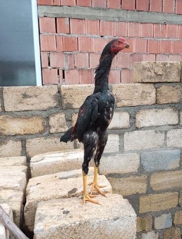 Xoruz, il: 1, Ödənişli çatdırılma