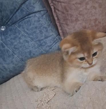 Gəmiricilər: Britan, Erkək, Dişi, Yaxşı əllərə, Ünvandan götürmə, Pulsuz çatdırılma, Ödənişli çatdırılma — 7