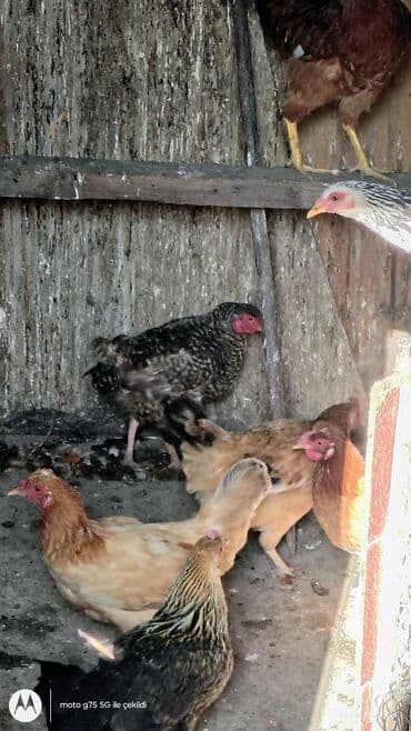 toyuq cuce: Toyuq, Yumurtalıq — 2