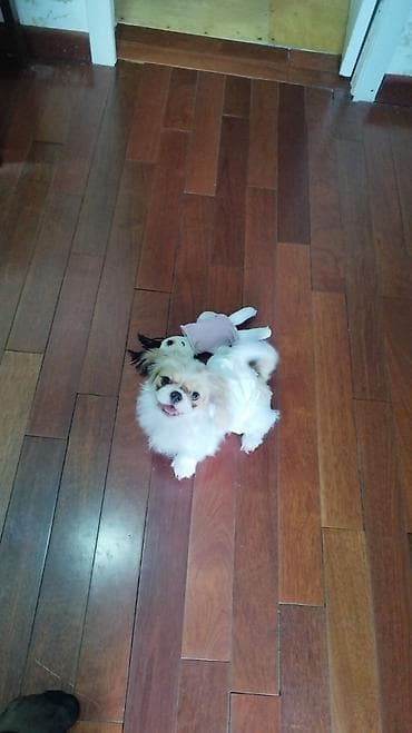 pomeranian boo mini: Pekines — 2