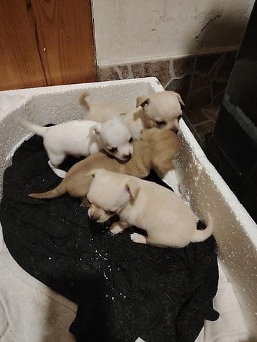 Heyvanlar üçün mallar: Çixuahua, Peyvəndli — 1