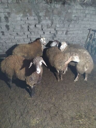 it adları erkek: Qoyun sürüsü – 5 baş - Şəkillərdə görünən 5 baş yerli qoyun - Qəhvəyi — 1