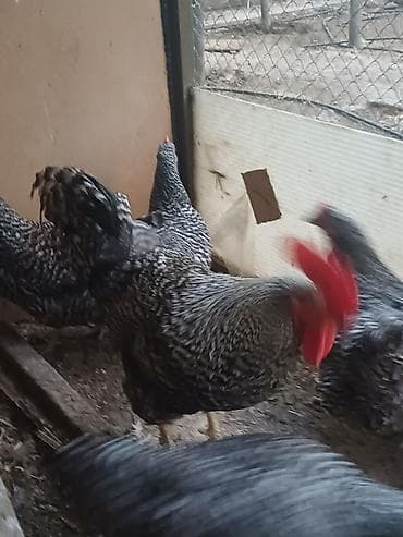barred rock: Məhsul: Austrolorp və Amaroks toyuqların yumurtası satılır Təsvir: - — 6