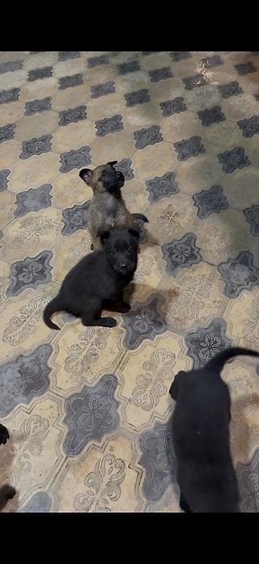 xaski balasi satilir: Belçika çoban iti, 1 ay, Dişi, Peyvəndli, Pulsuz çatdırılma — 1