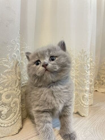 şirin pişik: Британская, Самка — 3